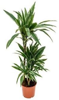 Plantenwinkel Dracaena deremensis S kamerplant Groen