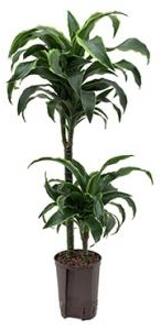 Plantenwinkel Dracaena dorado arica hydrocultuur plant Groen