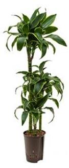 Plantenwinkel Dracaena dorado guatin hydrocultuur plant Groen