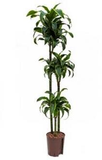 Plantenwinkel Dracaena dorado huara hydrocultuur plant Groen