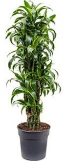 Plantenwinkel Dracaena dorado L kamerplant Groen