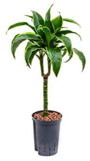 Plantenwinkel Dracaena dorado talca hydrocultuur plant Groen