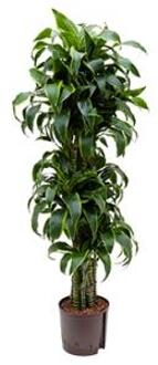 Plantenwinkel Dracaena dorado temuco hydrocultuur plant Groen