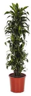 Plantenwinkel Dracaena dorado XL kamerplant Groen