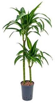 Plantenwinkel Dracaena hawaiian sunshine duo M hydrocultuur plant Groen