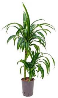 Plantenwinkel Dracaena hawaiian sunshine duo S hydrocultuur plant Groen