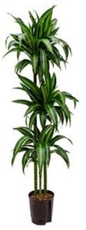 Plantenwinkel Dracaena hawaiian sunshine trio M hydrocultuur plant Groen