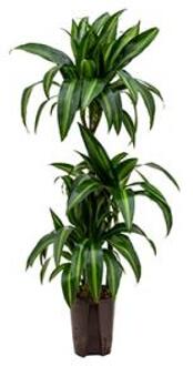 Plantenwinkel Dracaena hawaiian sunshine trio S hydrocultuur plant Groen