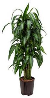 Plantenwinkel Dracaena hawaiian sunshine vertakt M hydrocultuur plant Groen