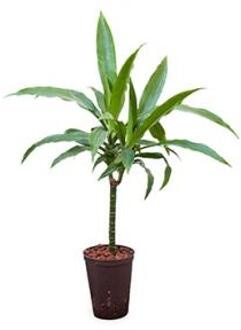 Plantenwinkel Dracaena janet craig hydrocultuur plant Groen