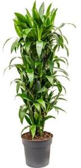 Plantenwinkel Dracaena janet craig M kamerplant Groen