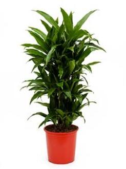 Plantenwinkel Dracaena janet craig multi vertakt kamerplant Groen