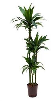 Plantenwinkel Dracaena janet craig trio hydrocultuur plant Groen