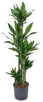Plantenwinkel Dracaena janet lind campito hydrocultuur plant Groen