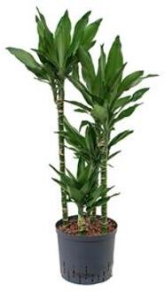 Plantenwinkel Dracaena janet lind carreria hydrocultuur plant Groen