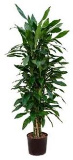 Plantenwinkel Dracaena janet lind numi hydrocultuur plant Groen