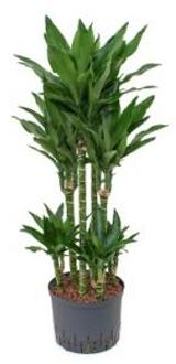 Plantenwinkel Dracaena janet lind torin hydrocultuur plant Groen