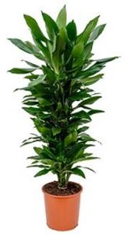 Plantenwinkel Dracaena janet lind XL kamerplant Groen