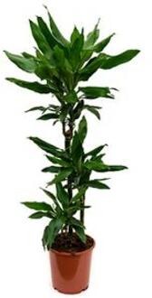 Plantenwinkel Dracaena janet lind XS kamerplant Groen