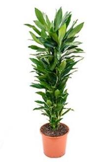 Plantenwinkel Dracaena janet lind XXL kamerplant Groen