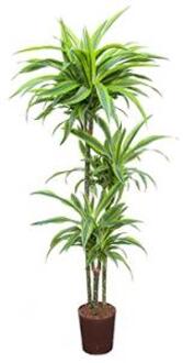 Plantenwinkel Dracaena lemon lime santoa hydrocultuur plant Groen