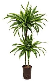 Plantenwinkel Dracaena lemon lime sina hydrocultuur plant Groen