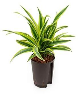 Plantenwinkel Dracaena lemon lime tumbes hydrocultuur plant Groen