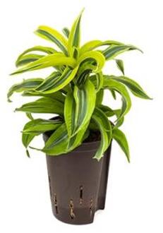 Plantenwinkel Dracaena lemon surprise hydrocultuur plant Groen