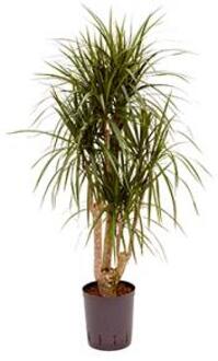 Plantenwinkel Dracaena marginata L hydrocultuur plant Groen