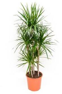 Plantenwinkel Dracaena marginata L kamerplant Groen