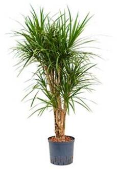 Plantenwinkel Dracaena marginata XL hydrocultuur plant Groen