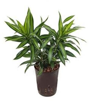 Plantenwinkel Dracaena pleomele song of jamaica hydrocultuur plant Groen