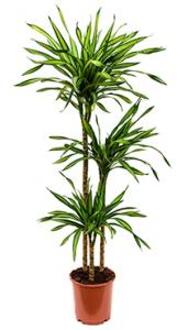 Plantenwinkel Dracaena riki M kamerplant Groen