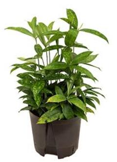 Plantenwinkel Dracaena surculosa M hydrocultuur plant Groen