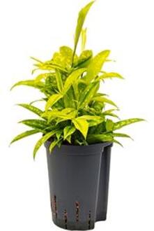 Plantenwinkel Dracaena surculosa mike hydrocultuur plant Groen