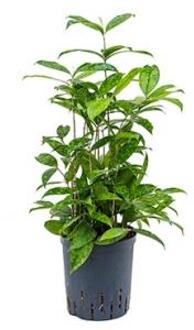 Plantenwinkel Dracaena surculosa S hydrocultuur plant Groen