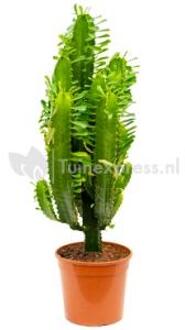 Plantenwinkel Euphorbia cactus acruensis M kamerplant Groen
