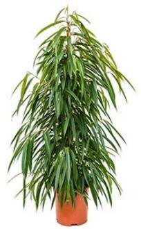 Plantenwinkel Ficus alii L kamerplant Groen