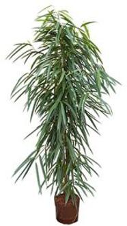 Plantenwinkel Ficus alii toef L hydrocultuur plant Groen