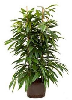 Plantenwinkel Ficus amstel king 2pp hydrocultuur plant Groen