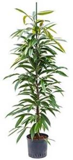 Plantenwinkel Ficus amstel king toef M hydrocultuur plant Groen