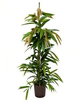 Plantenwinkel Ficus amstel king toef S hydrocultuur plant Groen