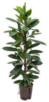 Plantenwinkel Ficus cyathistipula 2pp L hydrocultuur plant Groen