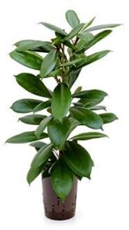 Plantenwinkel Ficus cyathistipula 2pp M hydrocultuur plant Groen