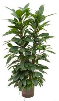 Plantenwinkel Ficus cyathistipula 4pp hydrocultuur plant Groen