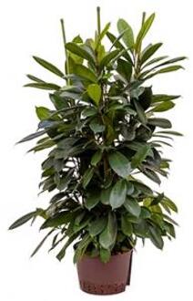 Plantenwinkel Ficus cyathistipula 6pp S hydrocultuur plant Groen