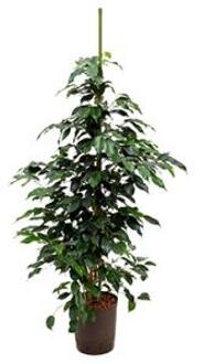 Plantenwinkel Ficus danielle M hydrocultuur plant Groen