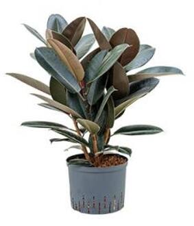 Plantenwinkel Ficus elastica abidjan bush hydrocultuur plant Groen