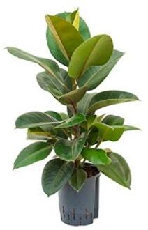 Plantenwinkel Ficus elastica robusta 1pp hydrocultuur plant Groen