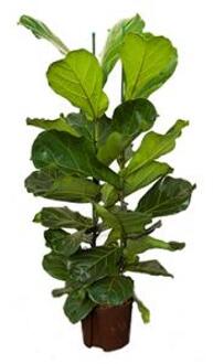 Plantenwinkel Ficus lyrata 2pp S hydrocultuur plant Groen